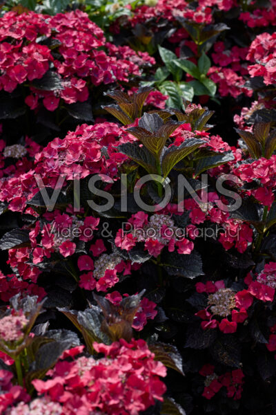 Hydrangea macrophylla After Midnight Hydrangea macrophylla After Midnight