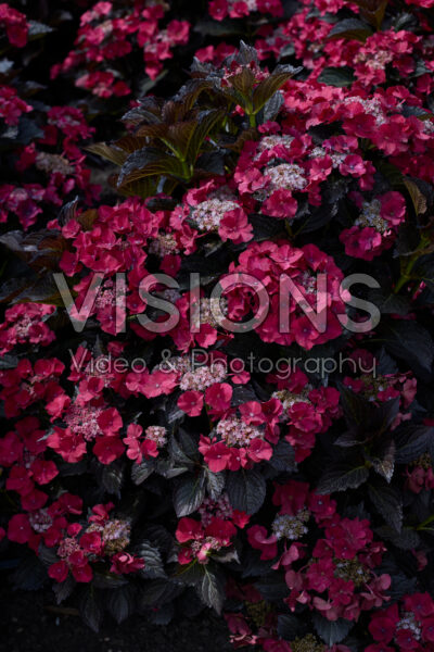 Hydrangea macrophylla After Midnight Hydrangea macrophylla After Midnight