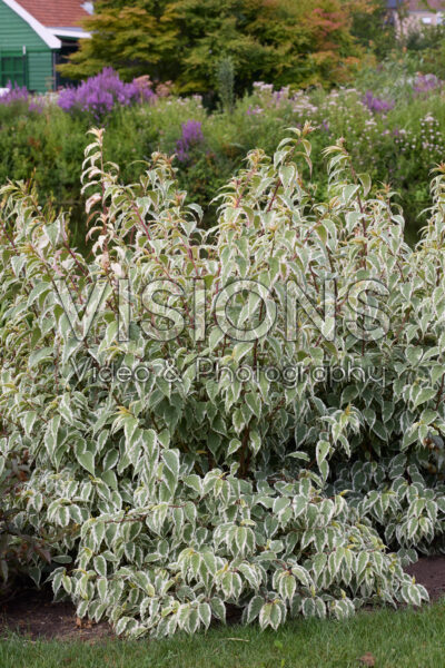 Stachyurus chinensis Silberschweif