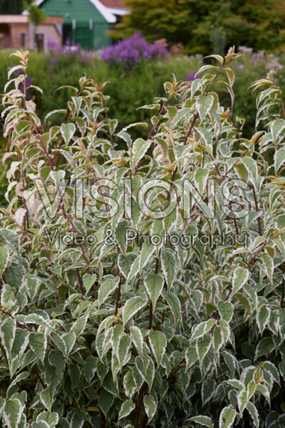 Stachyurus chinensis Silberschweif