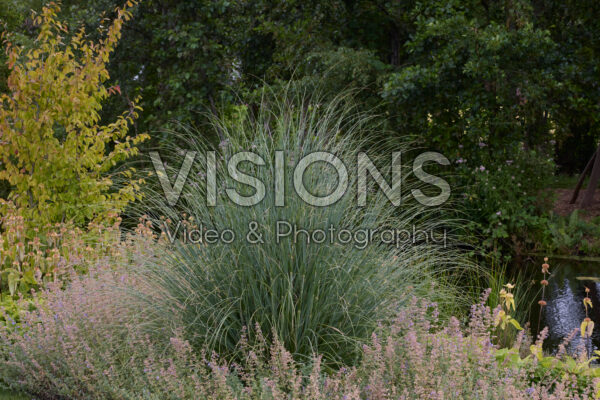 Cortaderia selloana Pumila Cortaderia selloana Pumila