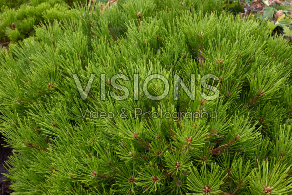 Pinus densiflora Low Glow Pinus densiflora Low Glow