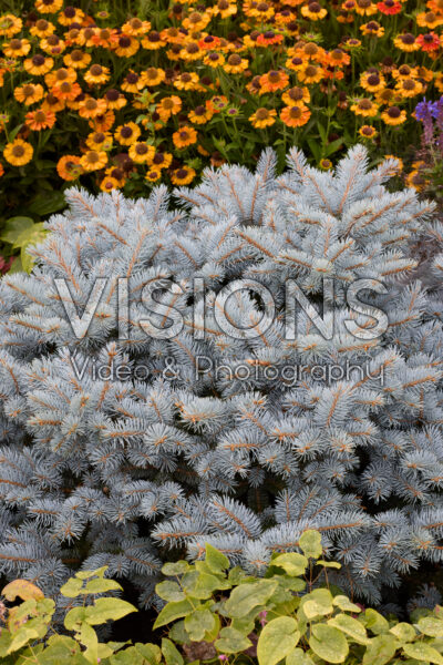Picea pungens Glauca Globosa Picea pungens Glauca Globosa