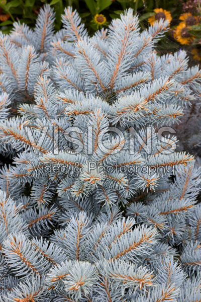 Picea pungens Glauca Globosa Picea pungens Glauca Globosa