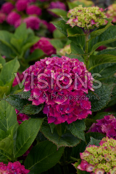 Hydrangea macrophylla Wizard
