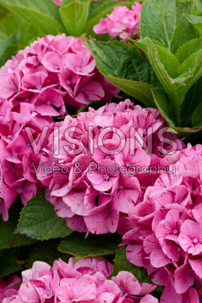 Hydrangea macrophylla