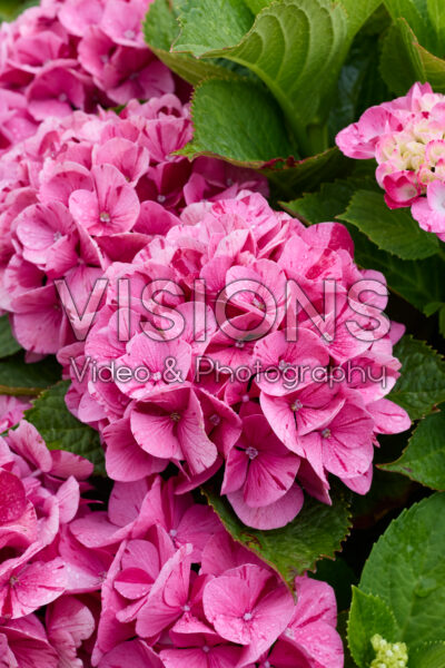 Hydrangea macrophylla