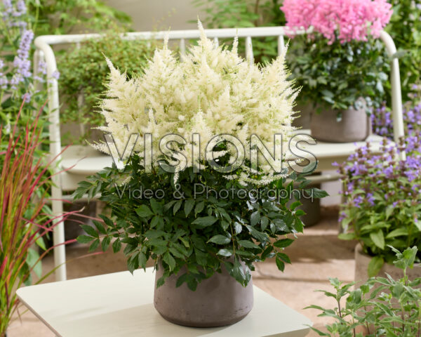 Astilbe Mojito