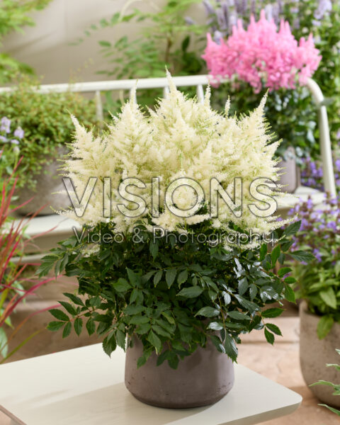 Astilbe Mojito