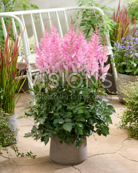 Astilbe Ice Cream