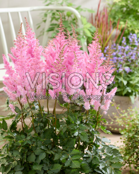 Astilbe Ice Cream
