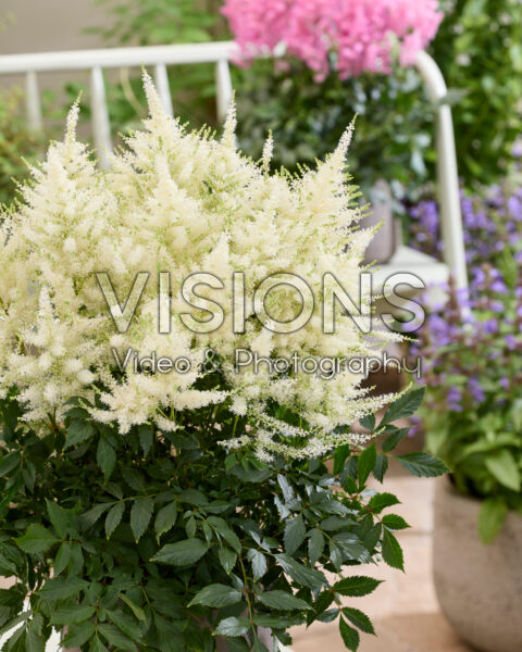 Astilbe Mojito Astilbe Mojito