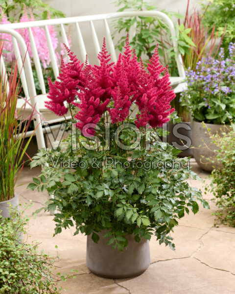 Astilbe Mighty Red Quinn Astilbe Mighty Red Quinn