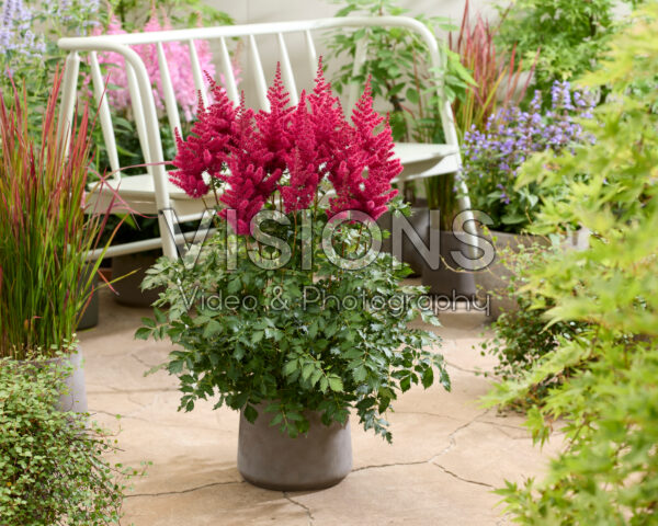 Astilbe Mighty Red Quinn