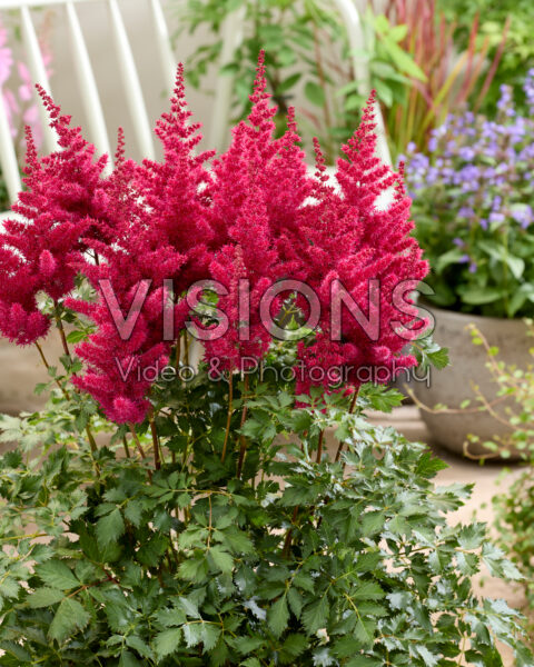 Astilbe Mighty Red Quinn
