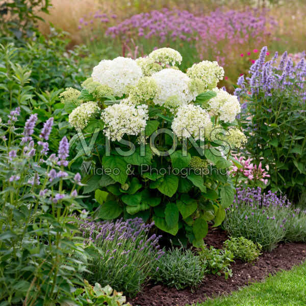 Hydrangea Stand Up® White