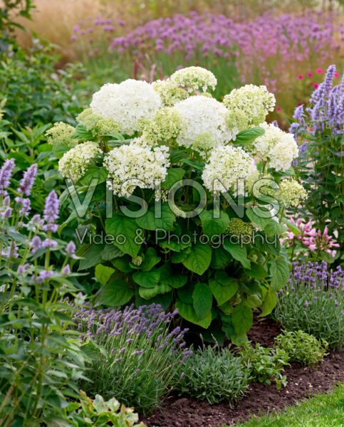 Hydrangea Stand Up® White
