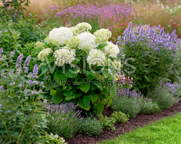 Hydrangea Stand Up® White