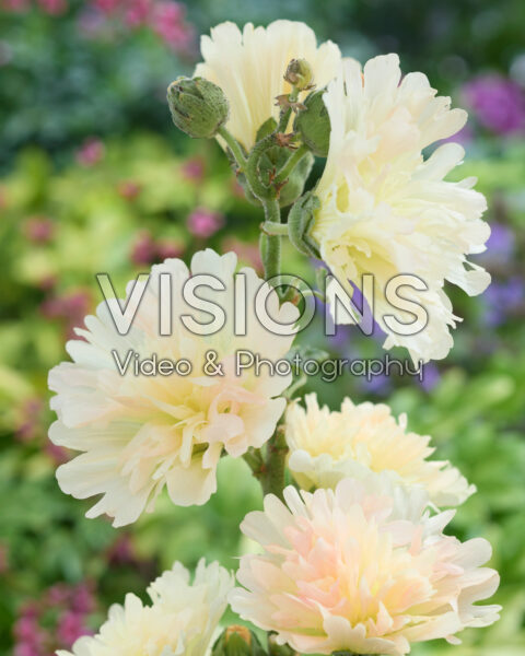 Alcea rosea Spring Celebrities Apricot