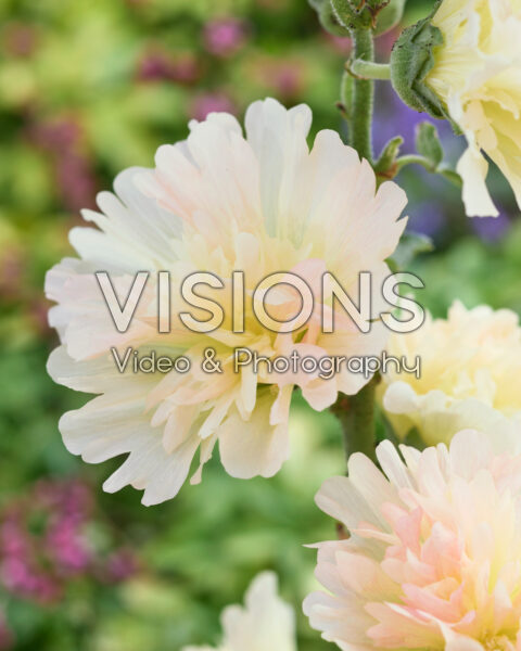 Alcea rosea Spring Celebrities Apricot