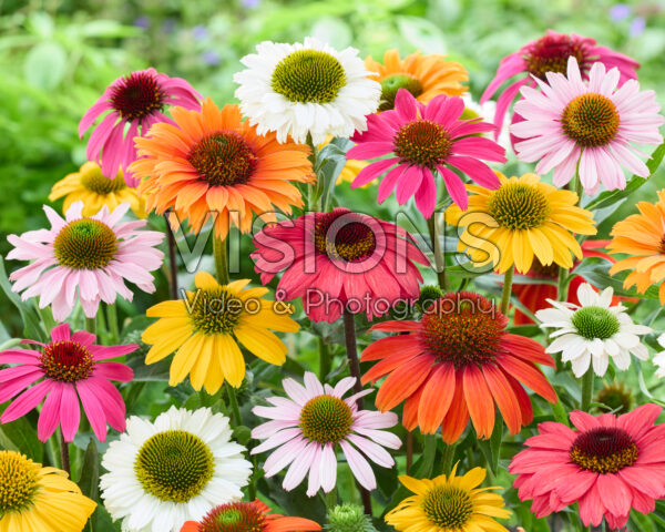 Echinacea mixed Echinacea mixed