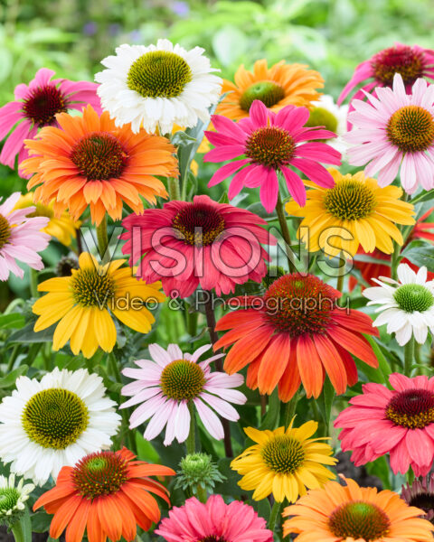 Echinacea mixed