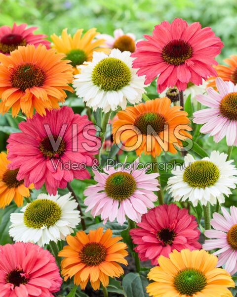Echinacea mixed