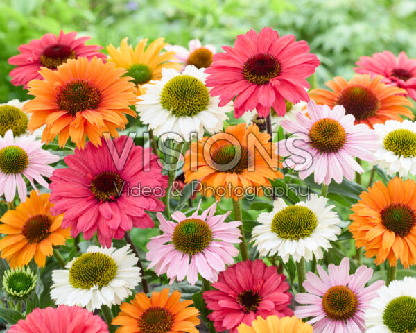 Echinacea gemengd Echinacea gemengd