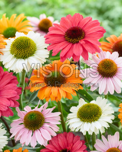 Echinacea mixed Echinacea mixed