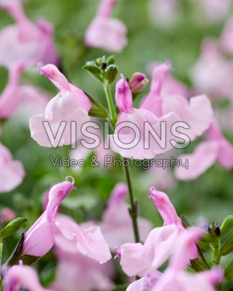 Salvia Melba Magic Strawberry