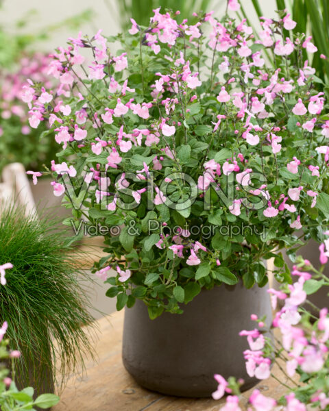 Salvia Melba Magic Strawberry