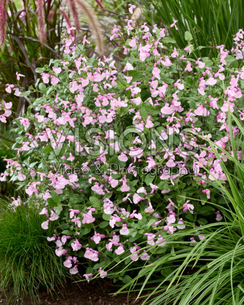 Salvia Melba Magic Strawberry