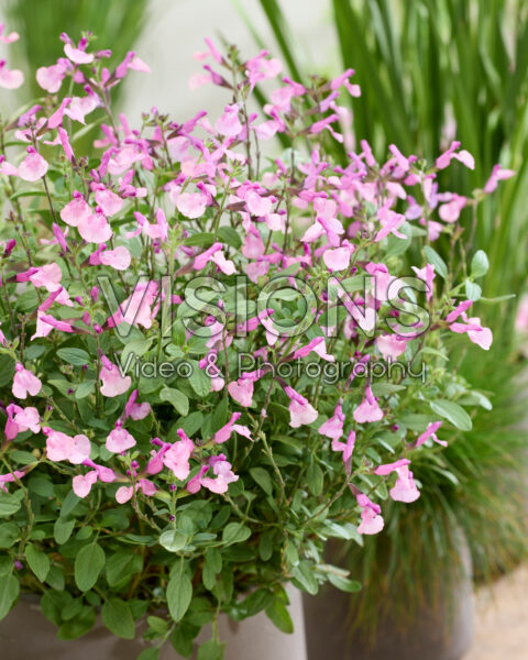 Salvia Melba Magic Peach Salvia Melba Magic Peach