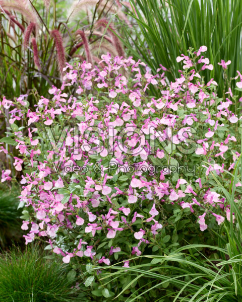 Salvia Melba Magic Peach