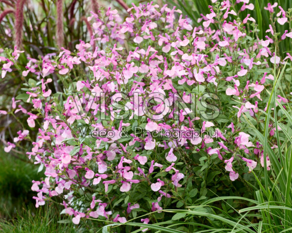 Salvia Melba Magic Peach Salvia Melba Magic Peach