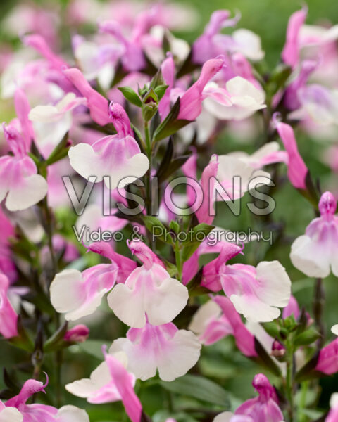 Salvia Melba Magic Raspberry