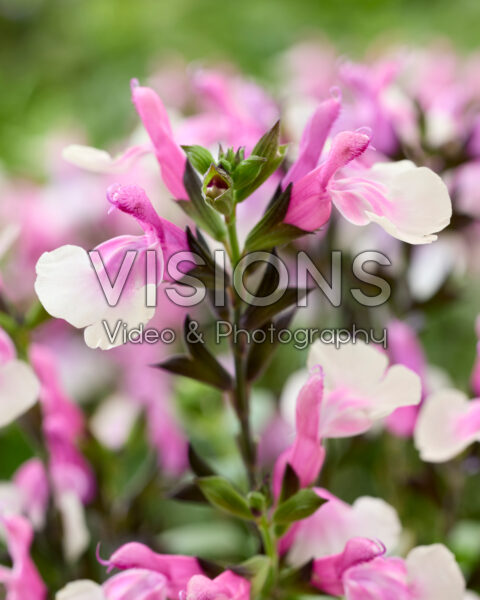 Salvia Melba Magic Raspberry Salvia Melba Magic Raspberry