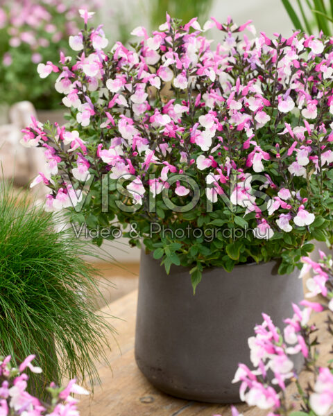 Salvia Melba Magic Raspberry