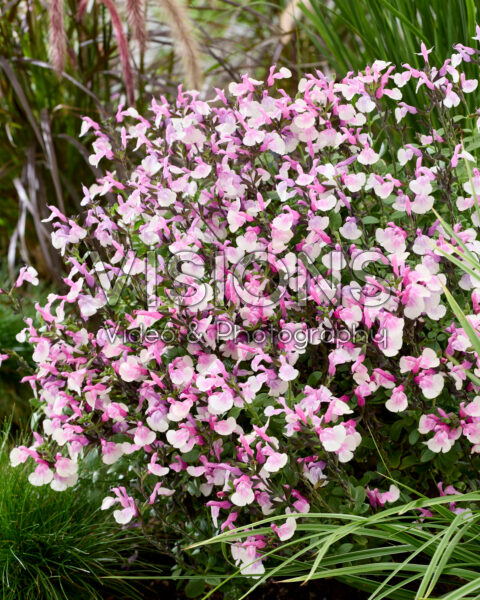 Salvia Melba Magic Raspberry