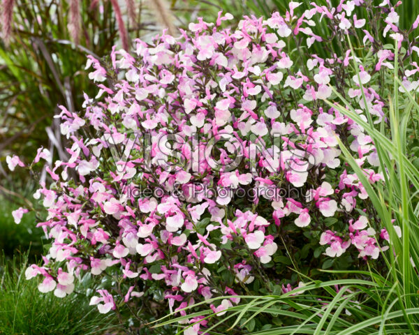 Salvia Melba Magic Raspberry