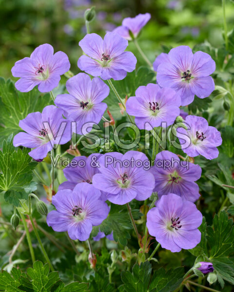 Geranium Rozanne