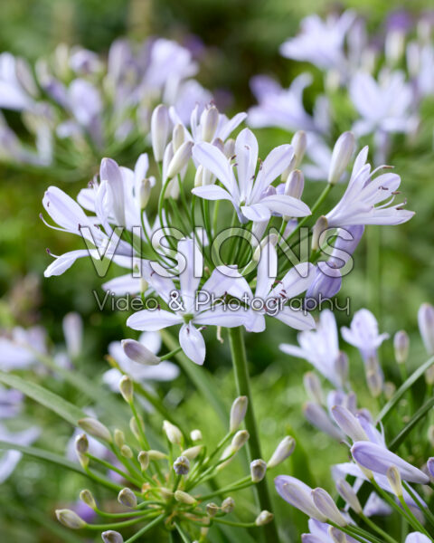 Agapanthus