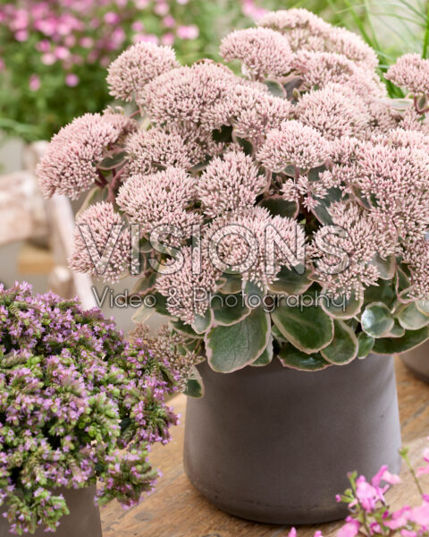 Sedum telephium Seduction La Vie en Rose Sedum telephium Seduction La Vie en Rose