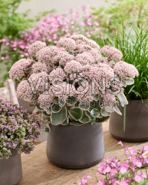 Sedum telephium Seduction La Vie en Rose Sedum telephium Seduction La Vie en Rose