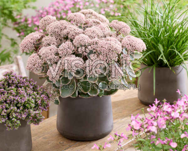 Sedum telephium Seduction La Vie en Rose Sedum telephium Seduction La Vie en Rose