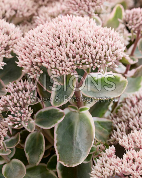 Sedum telephium Seduction La Vie en Rose