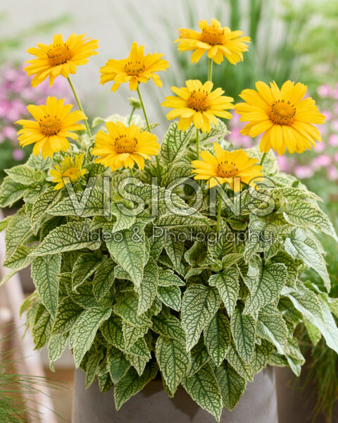 Heliopsis helianthoides Loraine Sunshine