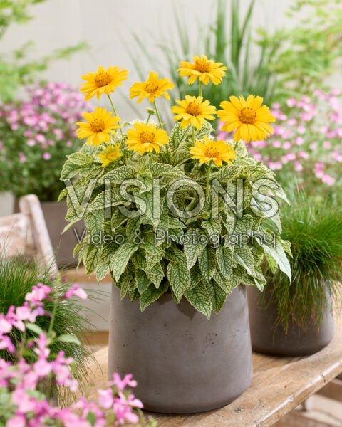 Heliopsis helianthoides Loraine Sunshine Heliopsis helianthoides Loraine Sunshine