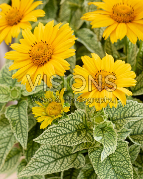 Heliopsis helianthoides Loraine Sunshine Heliopsis helianthoides Loraine Sunshine