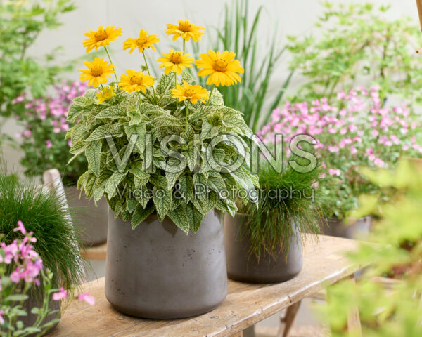 Heliopsis helianthoides Loraine Sunshine